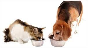 อาหาร สุขภาพของสุนัขและแมว